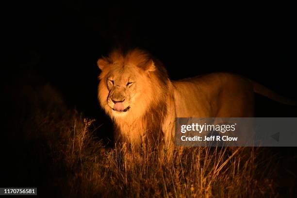 wild lion at night licks it’s lips - animals with big lips stock pictures, royalty-free photos & images