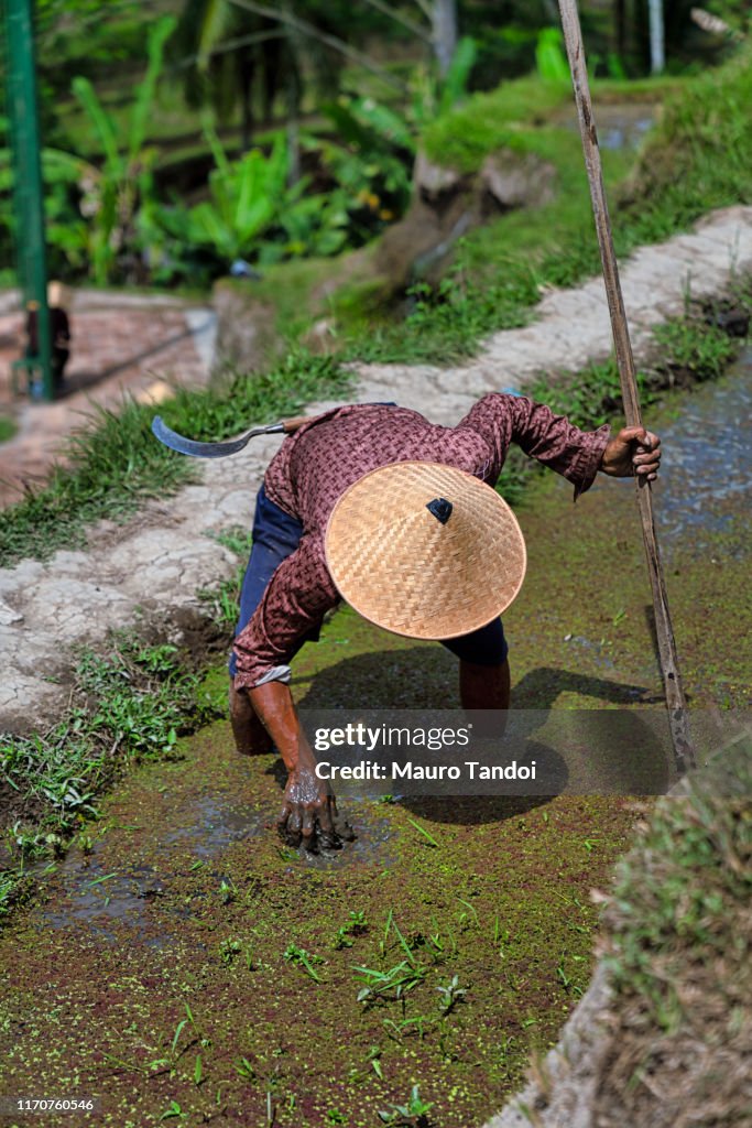 Rice farmer works at Tegallalang rice terrace, Ubud, Bali Island
