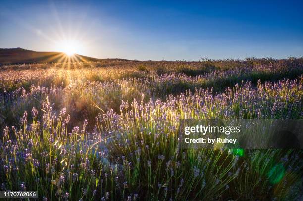 summer sunset on a lavender field - lavendelfeld stock-fotos und bilder