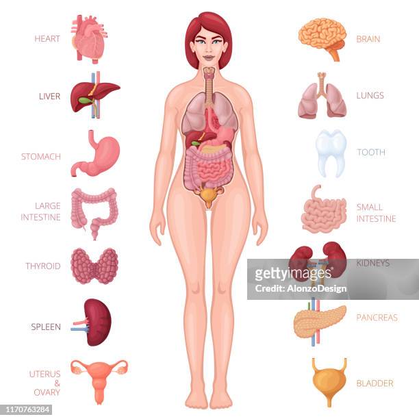 人體與內臟器官 - 女性生殖器 幅插畫檔、美工圖案、卡通及圖標
