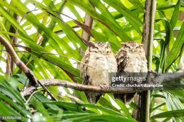 asian barred owlet (glaucidium cuculoides) on tree in nature - owlet stock pictures, royalty-free photos & images