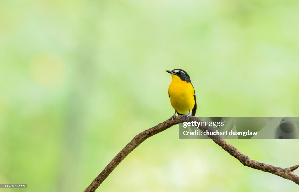 Male of Yellow-rumped Flycatcher (Ficedula zanthopygia) Beautiful Bird with perched on a branch