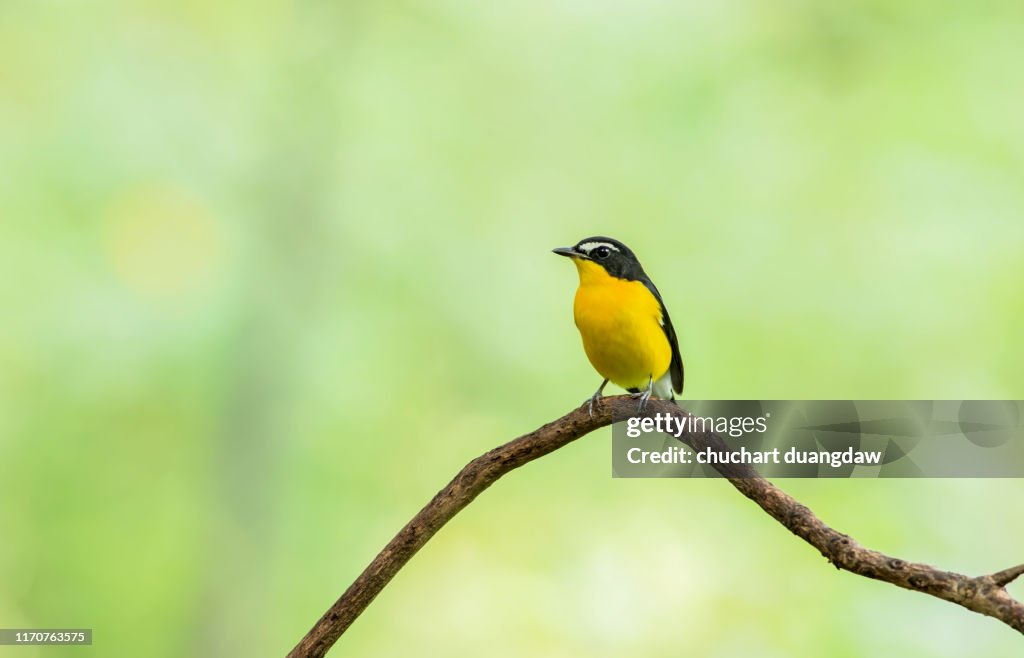 Male of Yellow-rumped Flycatcher (Ficedula zanthopygia) Beautiful Bird with perched on a branch