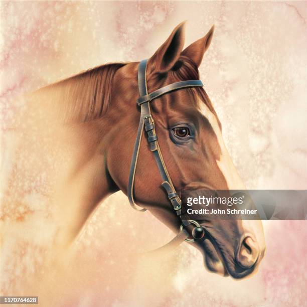 horse - horse pictures stock illustrations