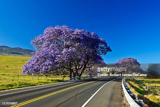 jacanda tree blooms - ジャカランダの木 ストックフォトと画像
