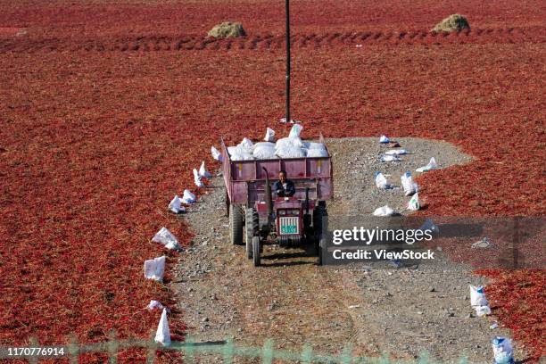 shawan ann sea pepper harvest in xinjiang - 大地 stock-fotos und bilder