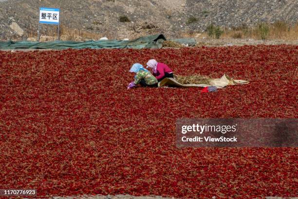 shawan ann sea pepper harvest in xinjiang - 大地 stock-fotos und bilder