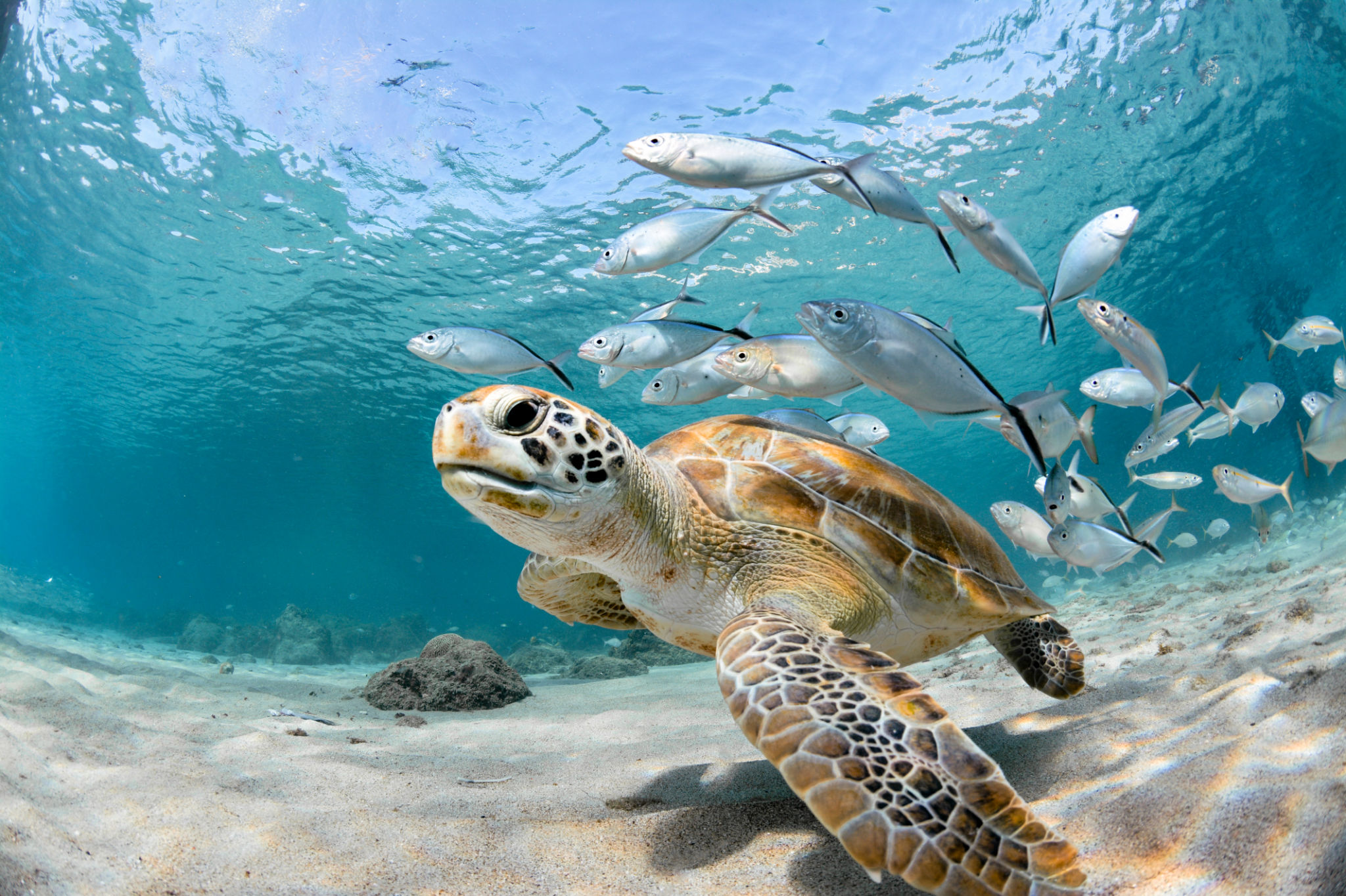 wildlife photography