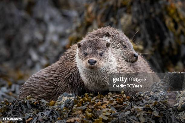 otters - cute otter stock pictures, royalty-free photos & images