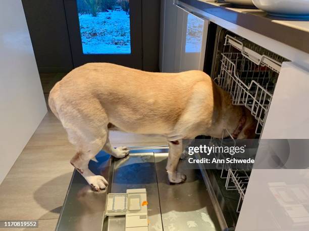 doggy dishwasher - naughty pet stock pictures, royalty-free photos & images