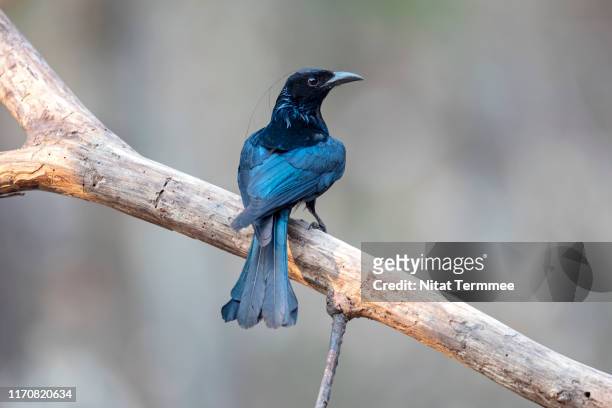 14 Crested Drongo Photos and Premium High Res Pictures - Getty Images
