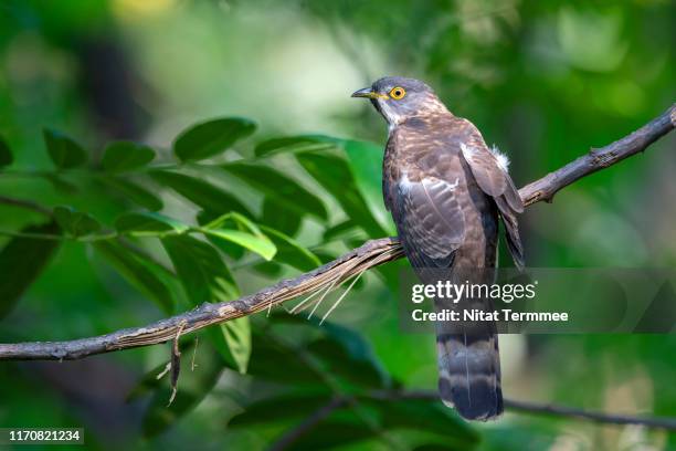 beautiful bird of large hawk cuckoo ( hierococcyx sparverioides ), found real in nature central of thailand. - cuckoo stock pictures, royalty-free photos & images