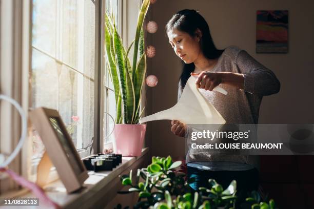 giving the plants a drink - arroser photos et images de collection