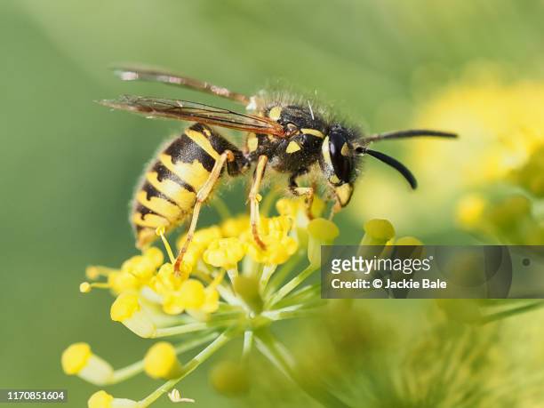 british wasp on fennel - wespe stock-fotos und bilder