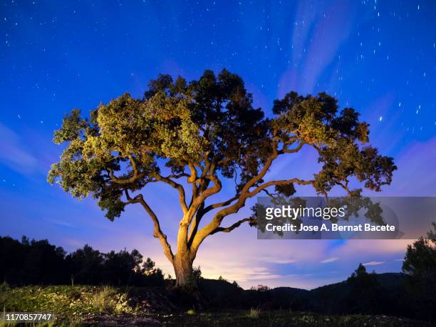 big old tree, holm oak (quercus ilex), a night with the starry sky and a blue sky. - day and night image series stock pictures, royalty-free photos & images