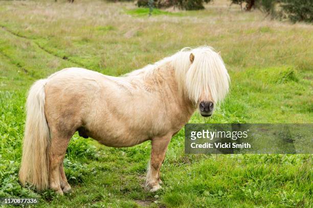palomino pony with hair over its face standing in a paddock - pony stock pictures, royalty-free photos & images