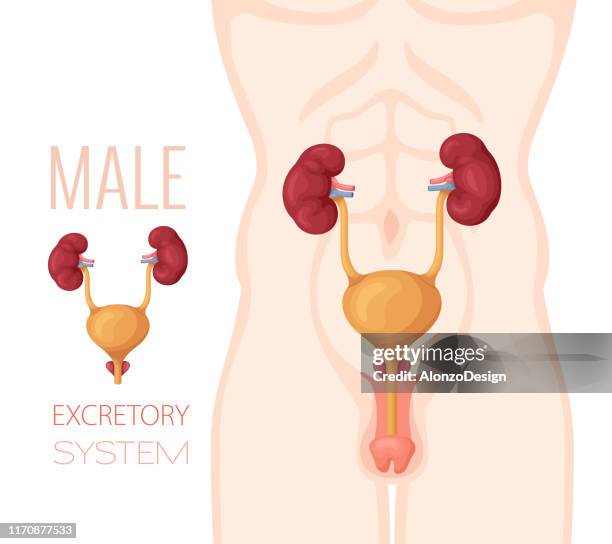 excretory system anatomy. male body. - urinary tract stock illustrations