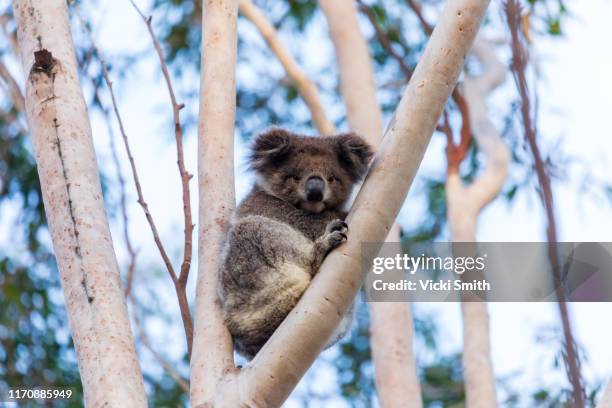 wild koala in a tree australia - kangaroo island australia stock-fotos und bilder