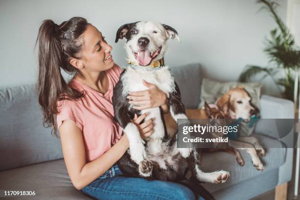 pet daycare - purebred stock pictures, royalty-free photos & images