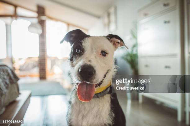 dog waiting for pet sitter - mutts stock pictures, royalty-free photos & images