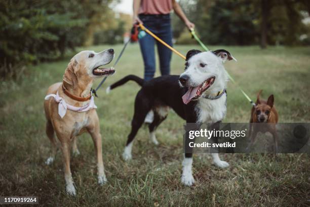 pet sitter and dogs in walk - dog sitter stock pictures, royalty-free photos & images