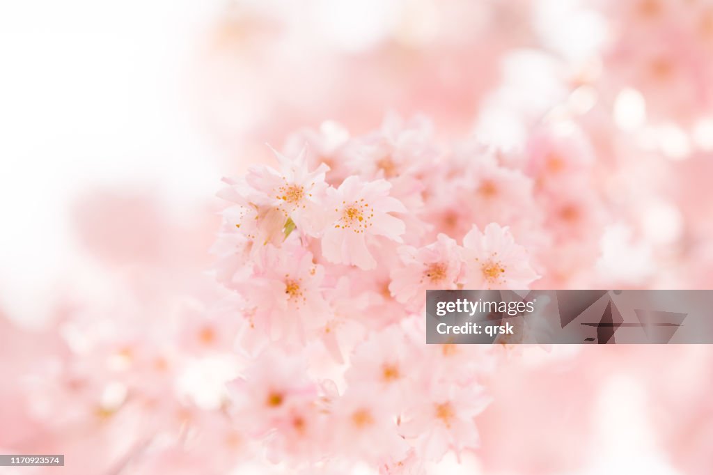 Double cherry blossoms