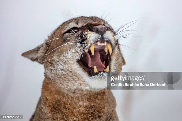 close view of of angry puma face - cougar fotografías e imágenes de stock