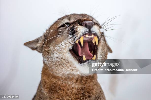 mountain lion is roaring with wide open mouth - face and profile and mouth open stock-fotos und bilder
