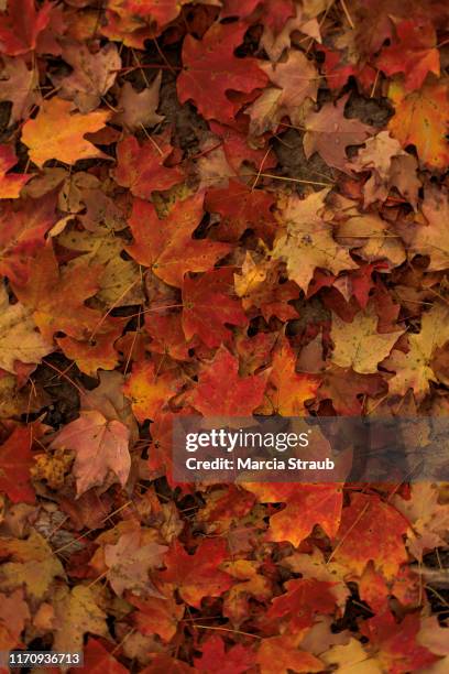 red colorful carpet of autumn leaves from above - autumn leaves stockfoto's en -beelden