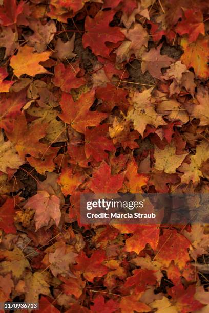red colorful carpet of autumn leaves from above - folhagem vermelha - fotografias e filmes do acervo