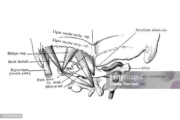 ilustraciones, imágenes clip art, dibujos animados e iconos de stock de lóbulo occipital con primer atlas vértebra - hueso occipital