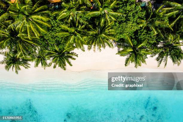 tropical beach in the ocean, maldives - palm tree beach stock pictures, royalty-free photos & images