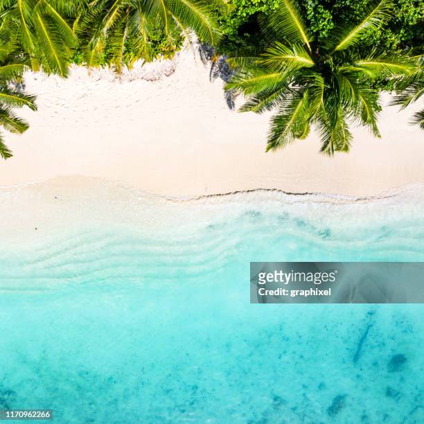 tropical beach in the ocean, maldives - coconut palm tree stock pictures, royalty-free photos & images