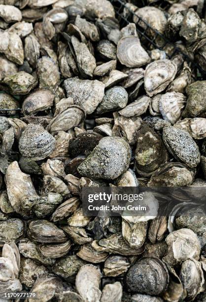 Fresh oyster harvest, Wellfleet.