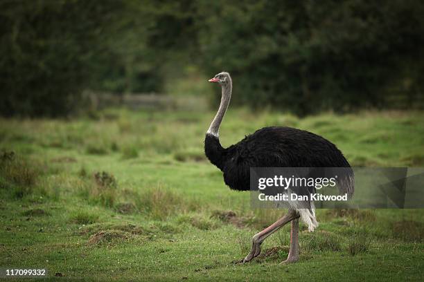 An Ostrich walks through an enclosure at Port Lympne Wild Animal Park on June 21, 2011 in Hythe, England. Port Lympne has welcomed a host of new...