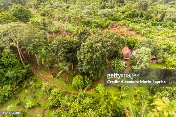amazon agroforestry parcel/land with a variety of tropical crops a bananas, brazil nuts, copoazu, papaya, pineapple, yuca and more - agroforestry stock-fotos und bilder