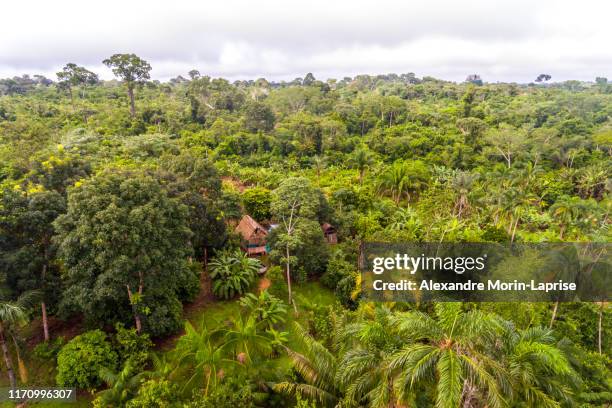 amazon agroforestry parcel/land with a variety of tropical crops a bananas, brazil nuts, copoazu, papaya, pineapple, yuca and more - agroforestry stock-fotos und bilder