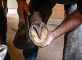 Farrier rasping down a horses's hoof before fitting a new shoe