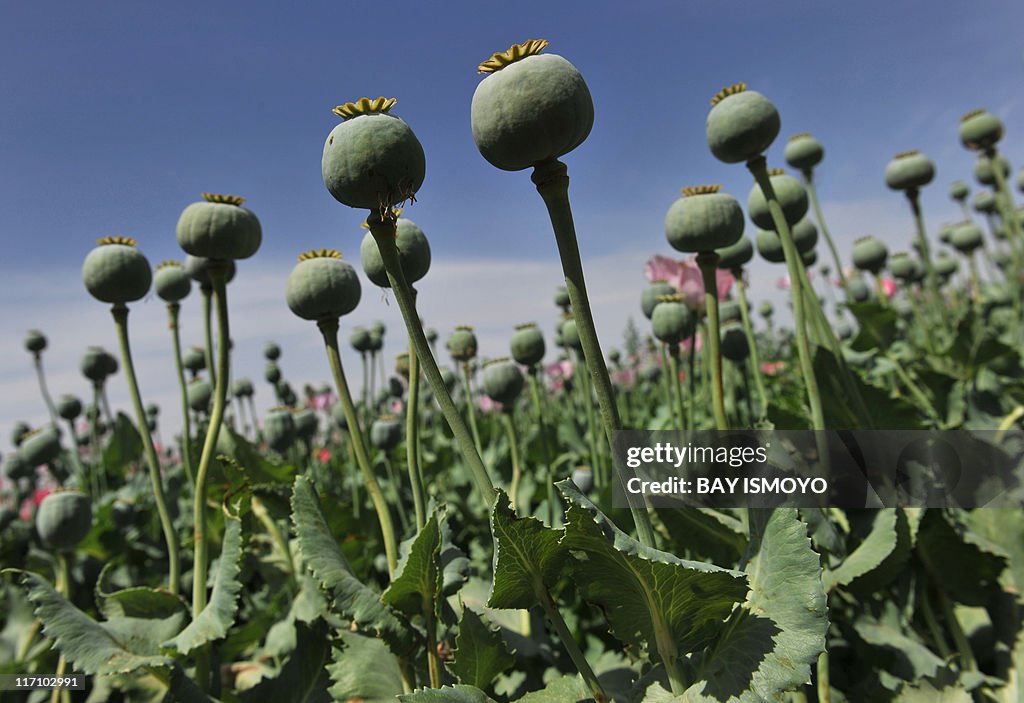 Affeem Opium poppy buds are seen in an Afghan opim poppy field in Habibullah ...