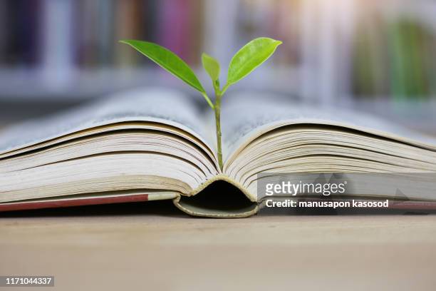 education concept with tree of knowledge planting on opening old big book - investment philosophy stock pictures, royalty-free photos & images