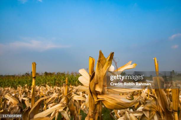 agriculture field with dried corn stalks - agriculture in bangladesh stock-fotos und bilder