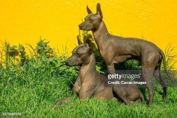 40 Xoloitzcuintle Photos and Premium High Res Pictures - Getty Images