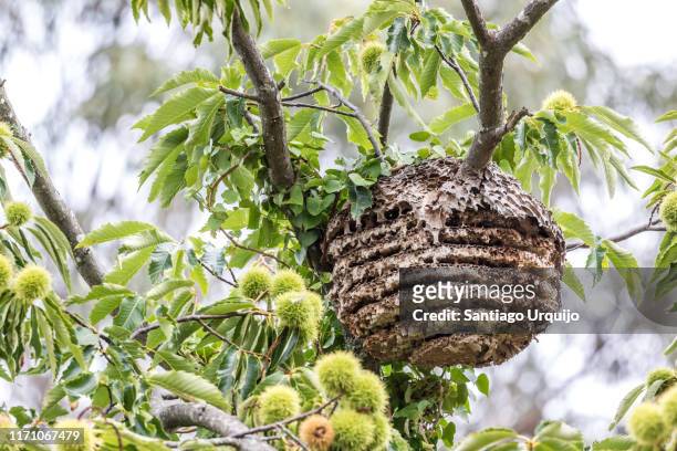 asian hornet nest - asian hornet stock-fotos und bilder
