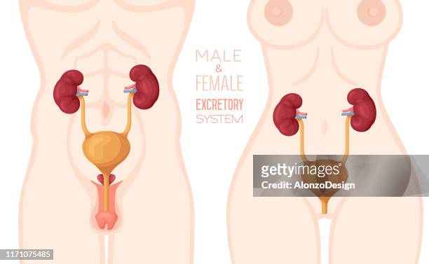 excretory system anatomy. male and female body. - female internal organs stock illustrations