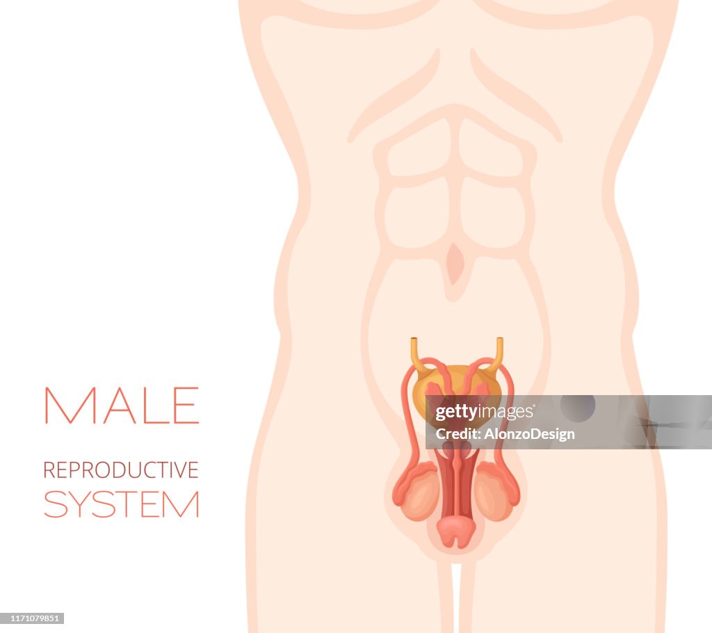 Anatomy of the male reproductive system