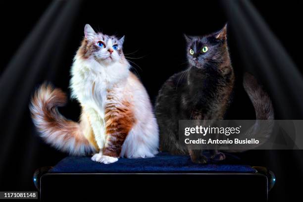 Two Ragdolls Two Ragdoll Cats Photos and Premium High Res Pictures - Getty Images