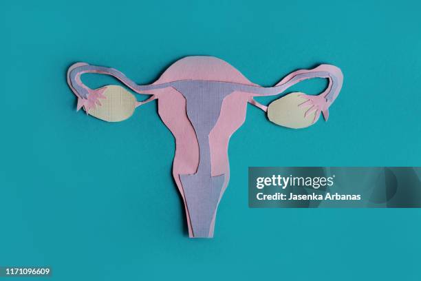 model of human ovaries - ovarios fotografías e imágenes de stock