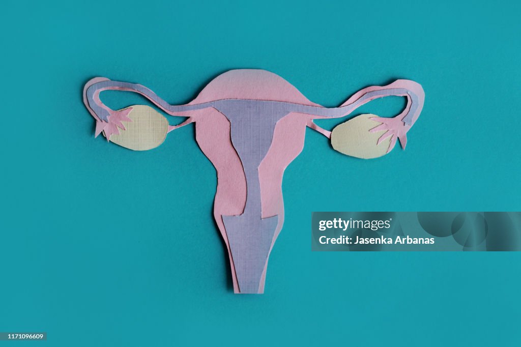 Model of human ovaries