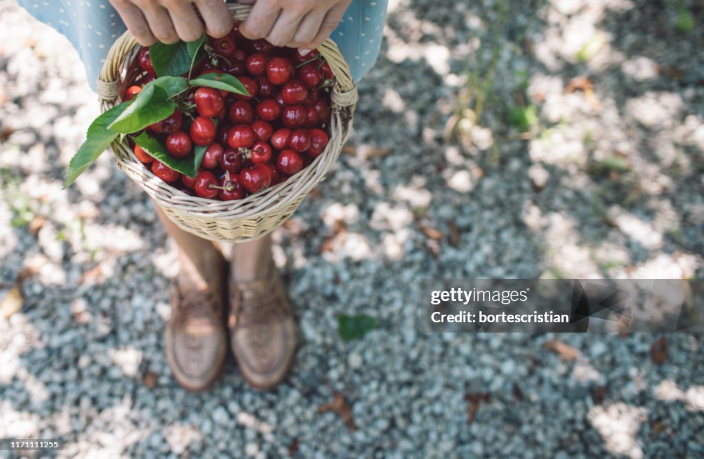 High Angle View Of Hand Holding Cherries In Basket