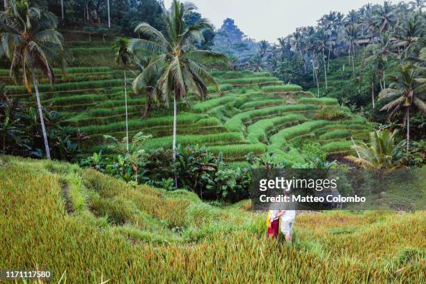 adult couple visiting tegalallang rice terraces, bali - tegallalang stock pictures, royalty-free photos & images